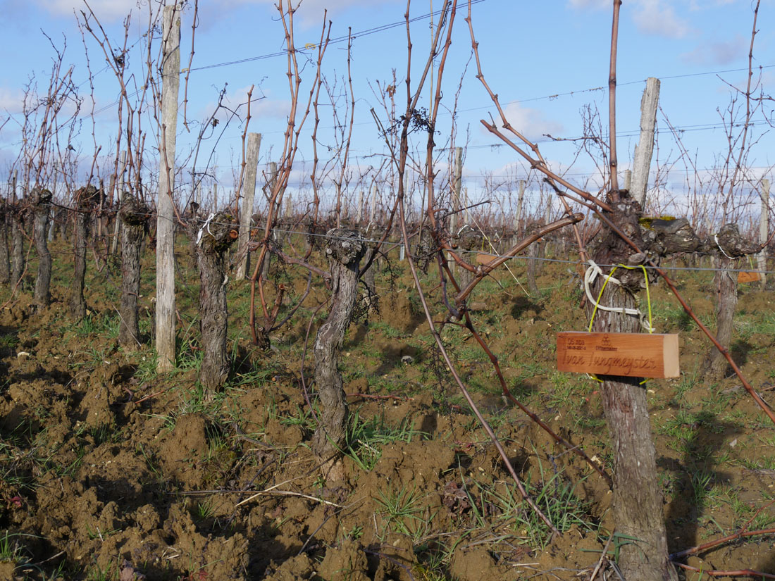Виноградник на урожай